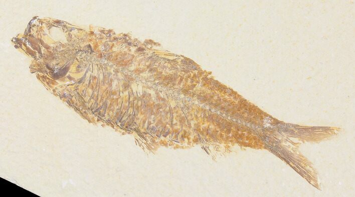 Detailed Fossil Fish (Knightia) - Wyoming #109950